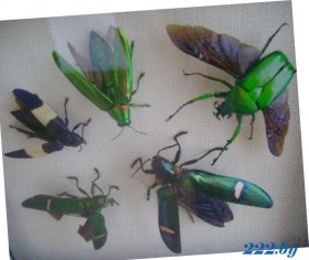 самоцветы жуки