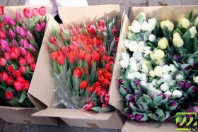 Тюльпаны на Минском рынке продают ящиками